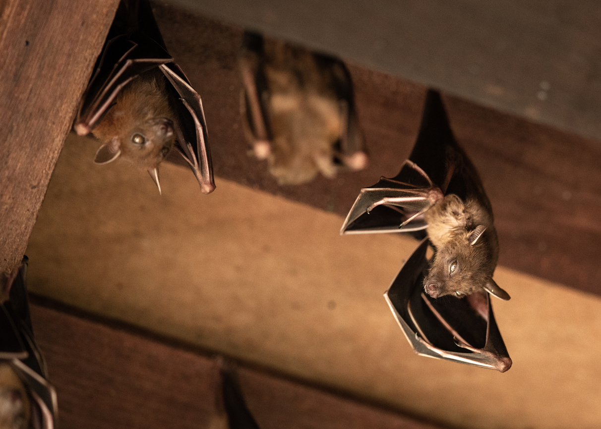 bats hang from ceiling