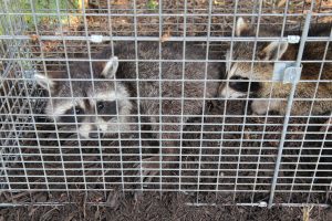 Read more about the article Celebrating National Raccoon Day with Werner Pest