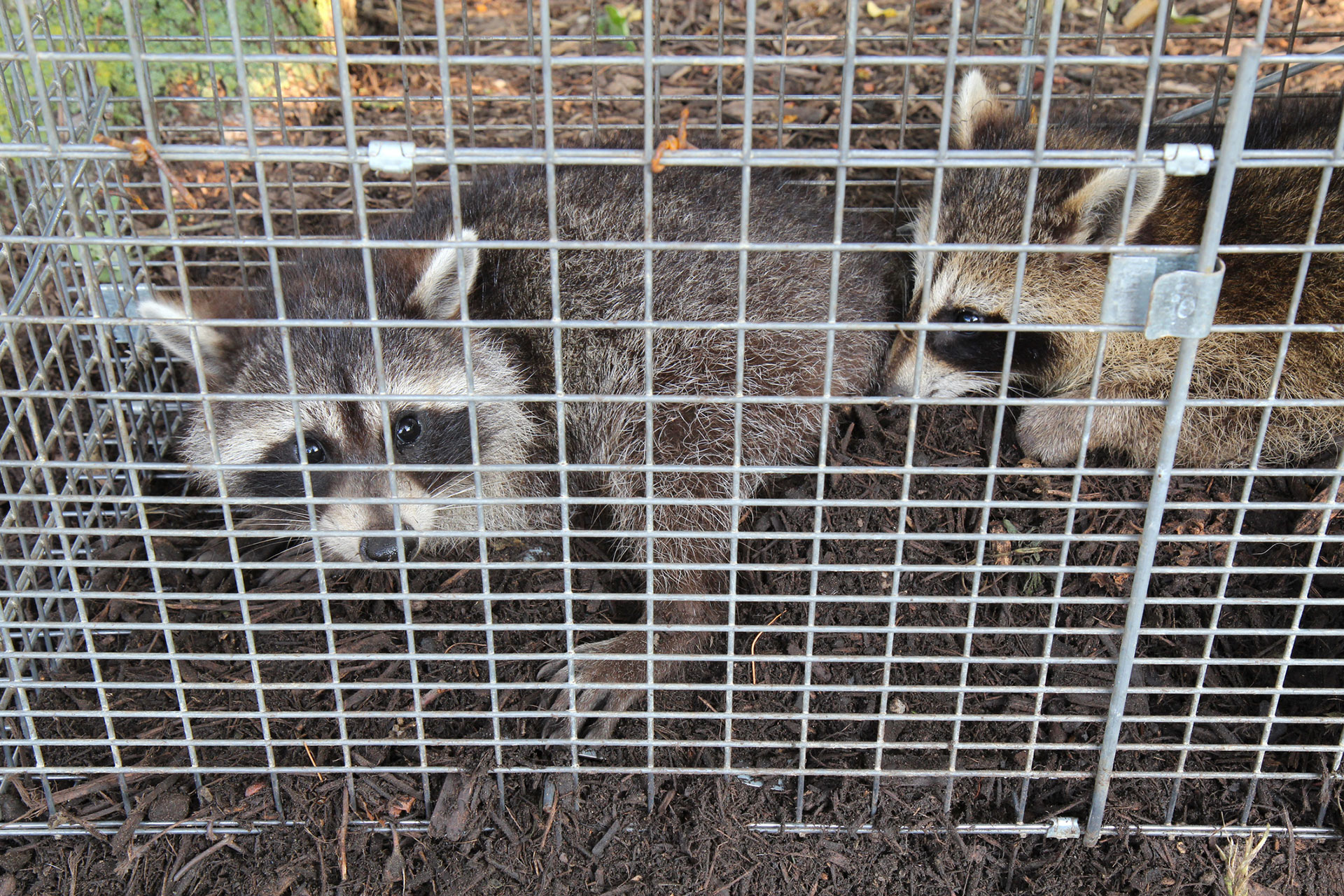 raccoons in cage