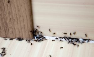 Read more about the article 4 Biggest Summer Pests & How to Stop Them
