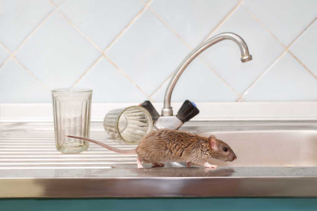 rat on kitchen counter