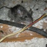 Rodent Proof Solutions to Protect Your Home Long Term