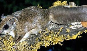 flying squirrel on tree branch