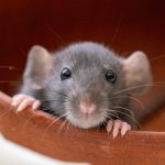 Celebrate American Fancy Rat and Mouse Day 2024