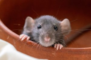 Read more about the article Celebrate American Fancy Rat and Mouse Day 2024