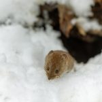 Winter Pests: How to Keep Unwanted Guests Out for 2025