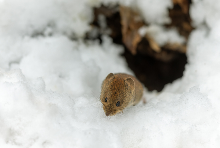 Read more about the article Winter Pests: How to Keep Unwanted Guests Out for 2025