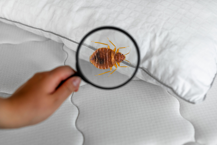 Read more about the article 5 Signs You May Have Bed Bugs (and What to Do About It!)