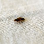 Bed Bug Prevention While Traveling: Protect from Unwanted Guests