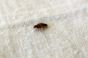 Read more about the article Bed Bug Prevention While Traveling: Protect from Unwanted Guests