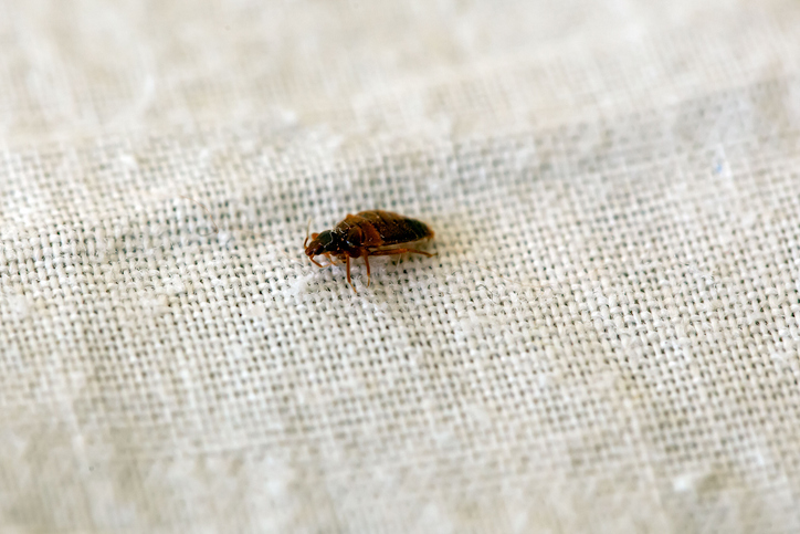 Read more about the article Bed Bug Prevention While Traveling: Protect from Unwanted Guests