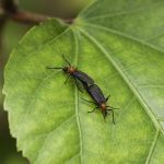 Love Bug Season Is Coming—How to Prevent Spring Insects for 2026