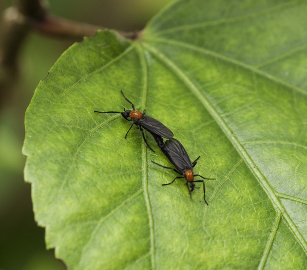 Read more about the article Love Bug Season Is Coming—How to Prevent Spring Insects for 2026